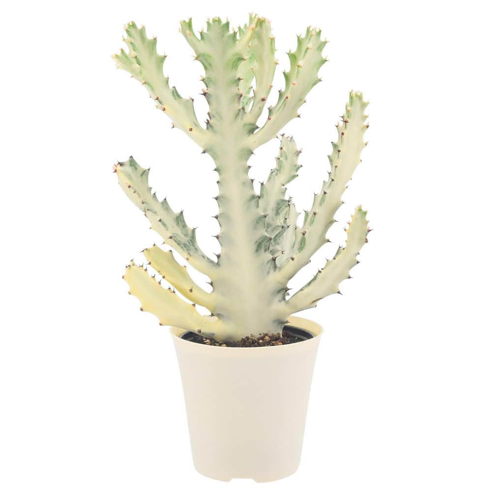White Ghost Dragon Bone Cactus Live Indoor Plant in 6 in. Plastic Pot, White Arcadia Garden Products