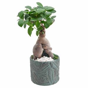 4.5 in. Ginseng Ficus Bonsai Blue Round Tropico Leaf Ceramic Planter