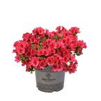 2 Gal. Cherry Pinata Deja Bloom Azalea Flowering Shrub with Light Red Blooms