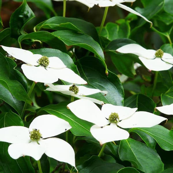 5 Gal. White Dogwood Flowering Deciduous Tree with White Flowers