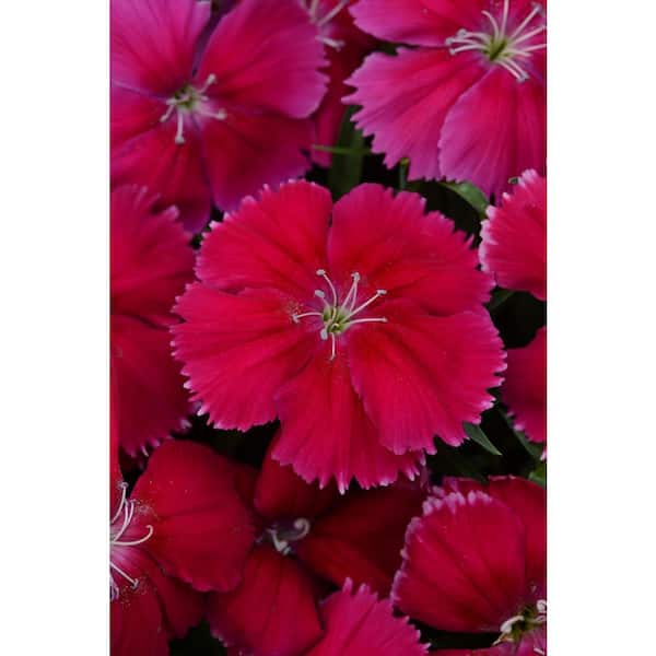 Unbranded 1.27 qt. Cherry Red Dianthus Plant (6-Pack)