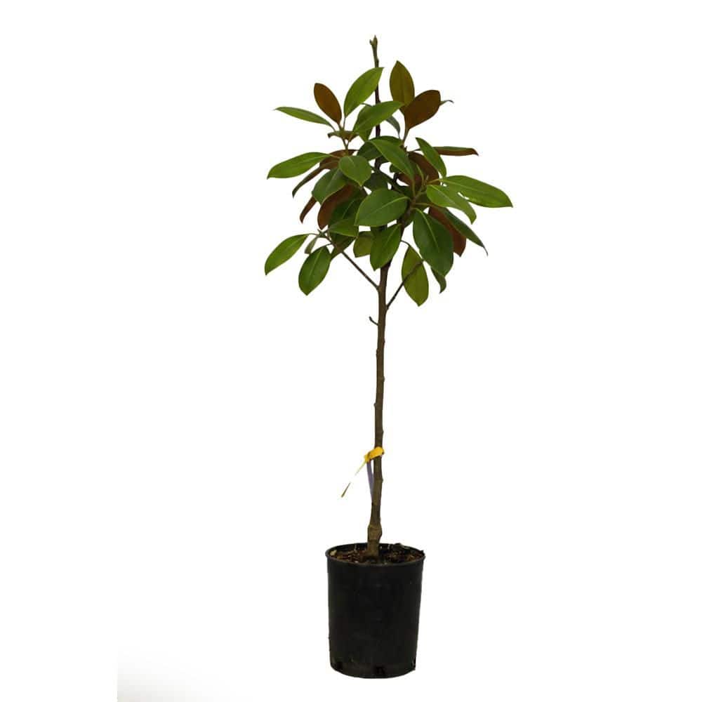 ornamental-trees-magjli02gh-
