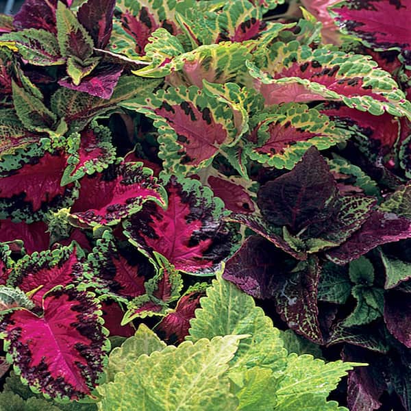 Unbranded 1.23 Gal. Fairway Mixed Coleus Hanging Basket Plant
