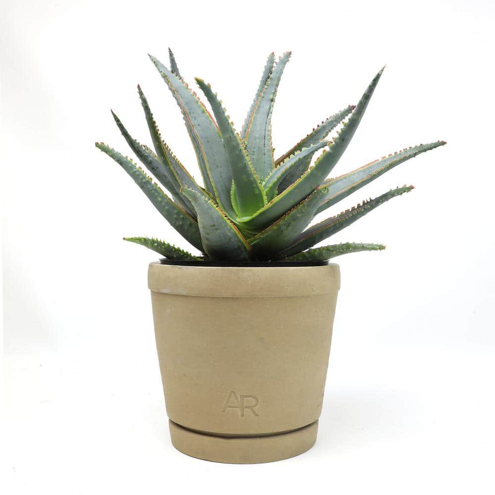 Large Blue and Green Aloe Succulent in Brown Pot