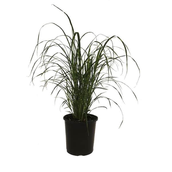 Zebra Grass (Miscanthus sinensis) Zebrinus 15647 - The Home Depot