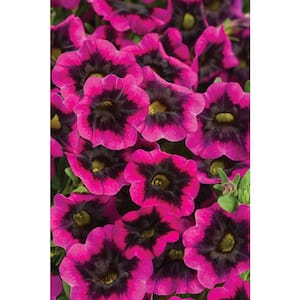 4.25 in. Grande Superbells Blackcurrant Punch (Calibrachoa) Live Plant, Pink-Purple Flowers (4-Pack)