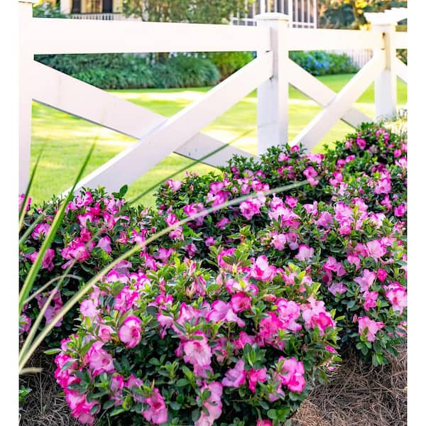 ENCORE AZALEA 1 Gal. Autumn Kiss Azalea Shrub with Reblooming Two