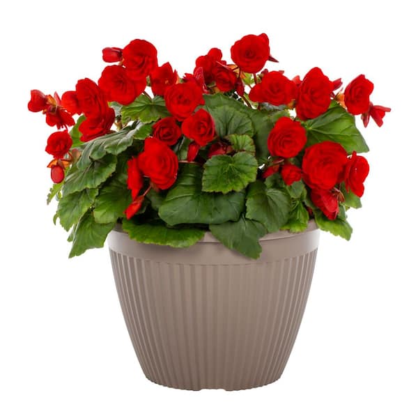 Vigoro 2 Gal. Begonia Carmen Red in Decorative Planter Annual Plant (1-Pack)