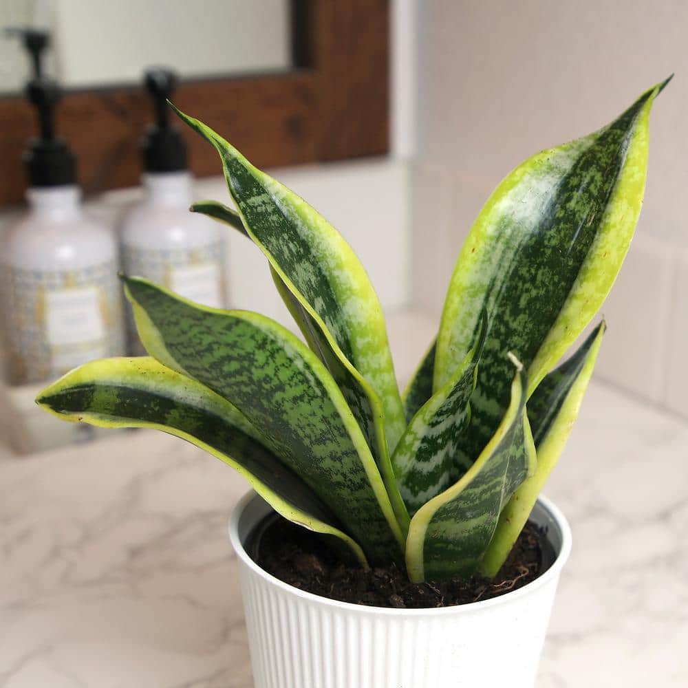 Large Sansevieria Snake Plant in White Planter