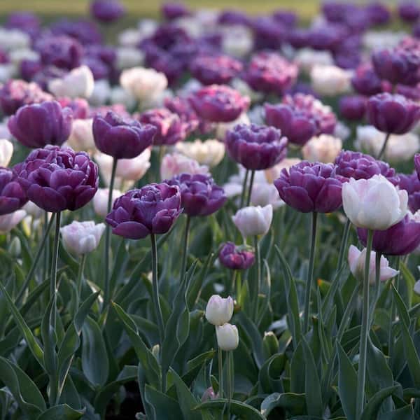 Vigoro 12/+ cm, Double Dutch Mixed Double Late Tulip Bulbs (Bag of