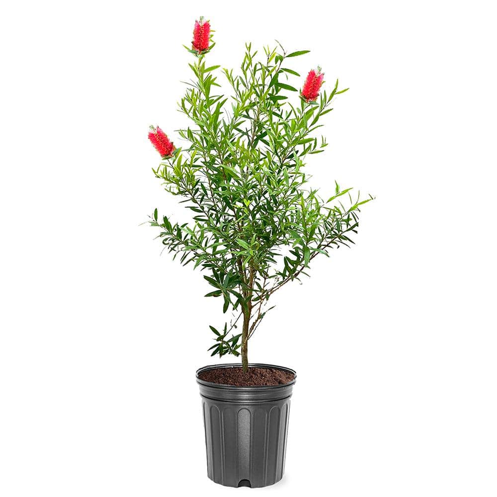 1 Gal. Red Flowering Bottlebrush Tree BOTRED01G The Home Depot