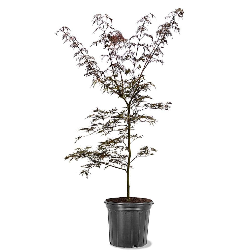 5 gal. Tamukeyama Japanese Red Maple Deciduous Tree