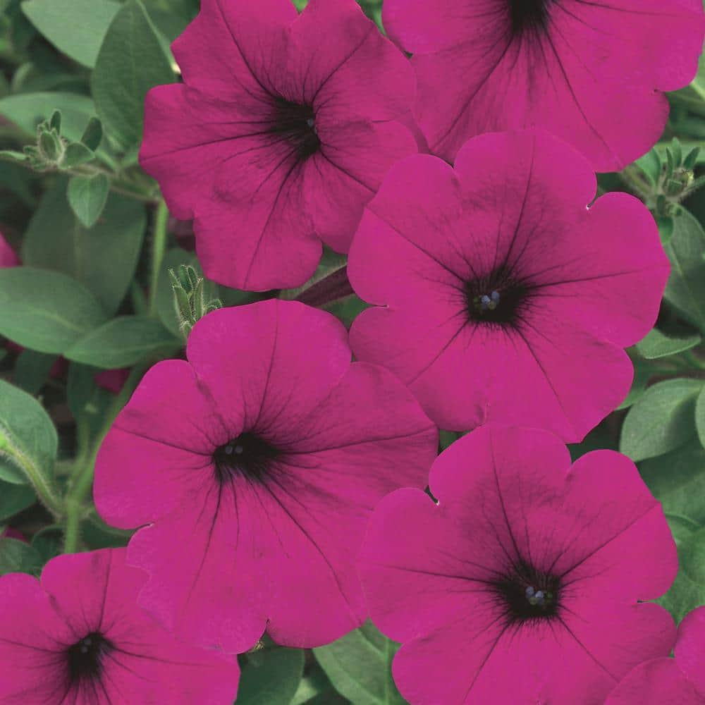 Wave 1.75 L Purple Petunia Annual Plant with Purple Flowers (4-Pack ...