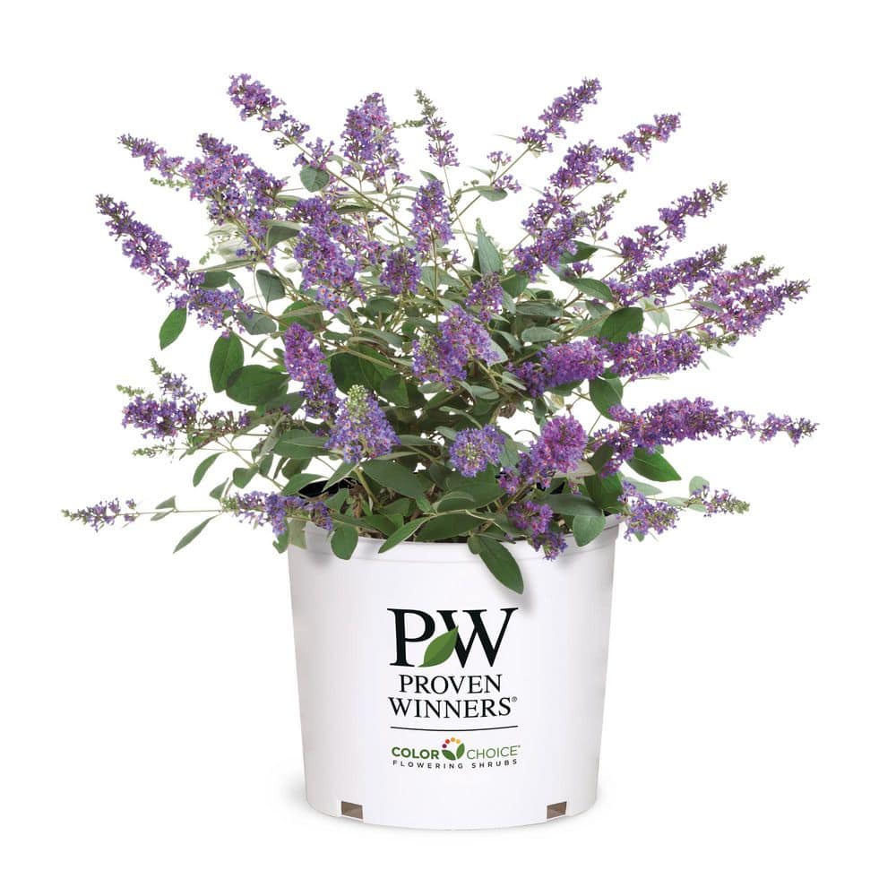 PROVEN WINNERS 1 Gal. Lo and Behold 'Blue Chip Jr.' Butterfly Bush