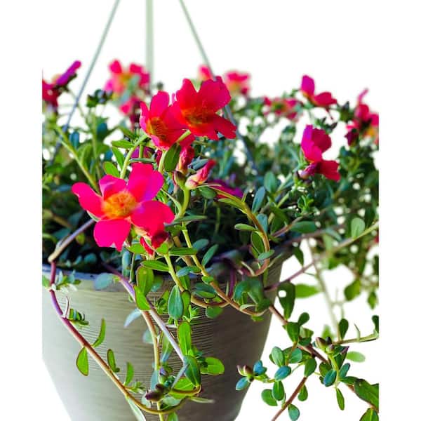 1.8 Gal. Purslane Plant Hot Pink Flowers in 11 In. Hanging Basket