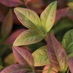 3 Gal. Blush Pink Nandina, Live Evergreen Shrub, Pink to Red Blushing Foliage