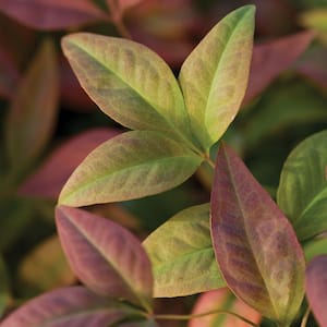 2 Gal. Blush Pink Nandina, Live Evergreen Shrub, Pink to Red Blushing Foliage