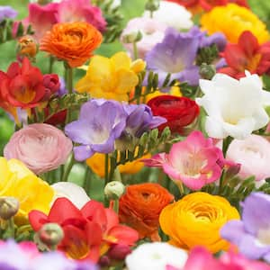 Grand Freesia and Ranunculus Blend (Set of 25)