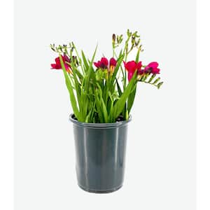 Annual Freesia Rose in 2.5QT Pot (1-Pack)