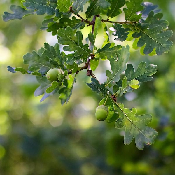 national PLANT NETWORK 2.25 Gal. Deciduous Nutall Oak Tree