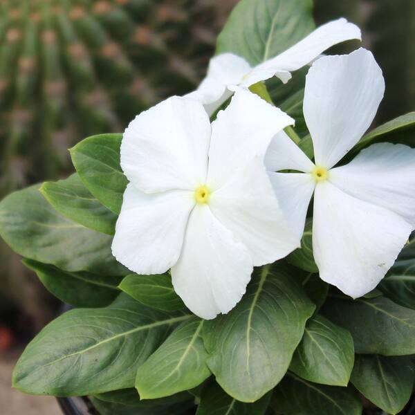 ALTMAN PLANTS White Vinca Outdoor Garden Annual Plant in 2.5 qt