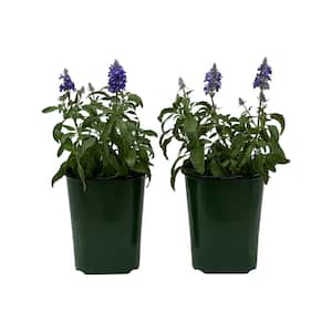 2.5 Qt Salvia Farinacea Sallyfum Blue in Grower's Pot (2-Packs)