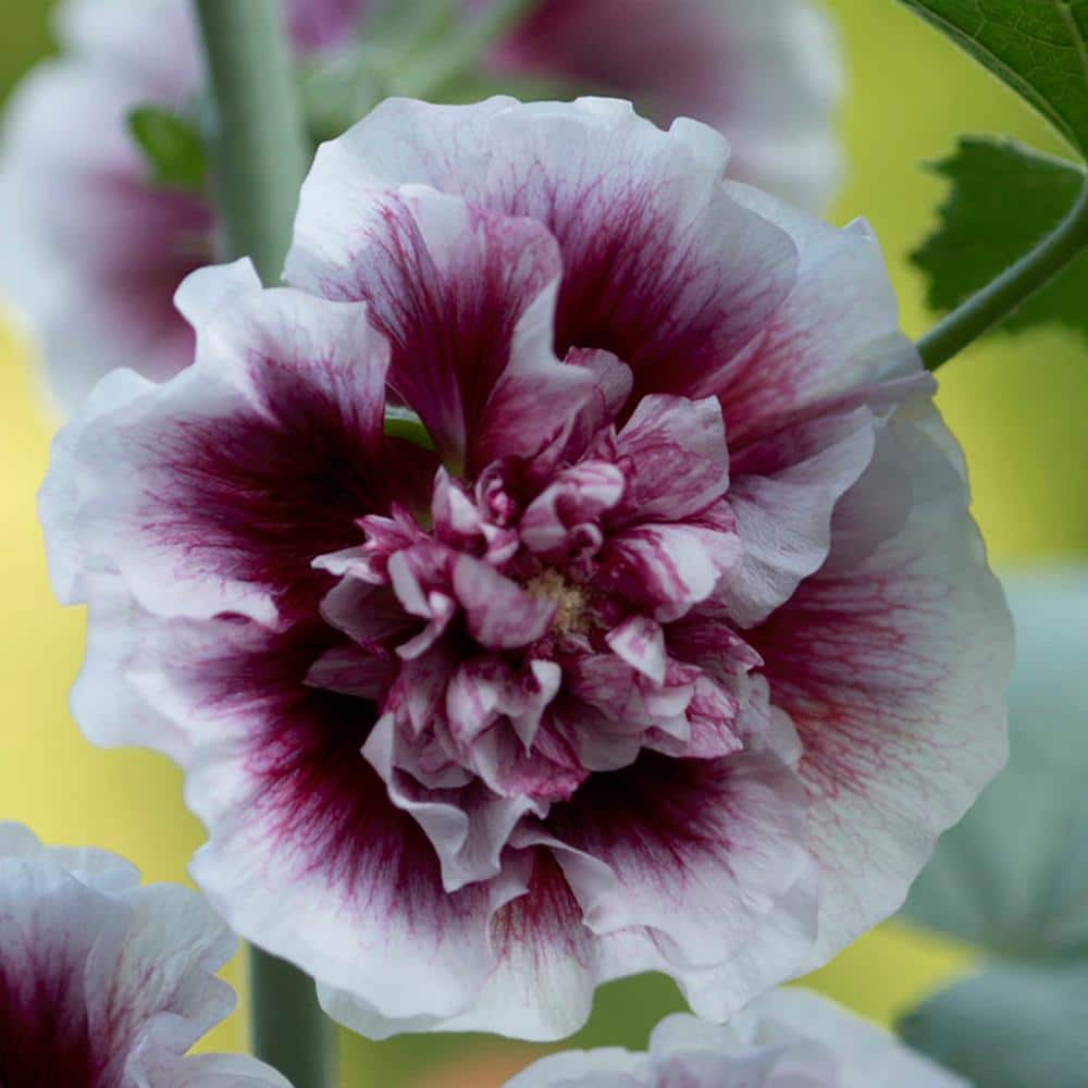 Hollyhocks Creme de Cassis Roots (5-Pack) price history on PriceWatchPro