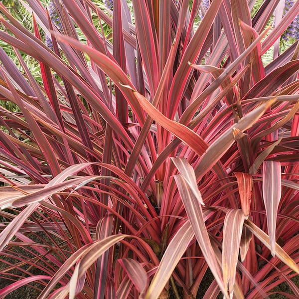 Altman Specialty Plants 4 Qt. Electric Pink Cordyline Shrub 1006212977 