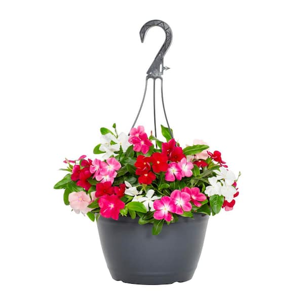 METROLINA GREENHOUSES 1.25 Gal. Vinca Trailing Decorative Hanging Basket Annual Plant (1-Pack)