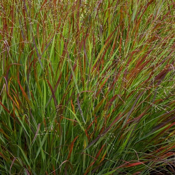 0.65 Gal. Prairie Winds Cheyenne Sky Red Switch Grass (Panicum Virgatum) Live Perennial Plant