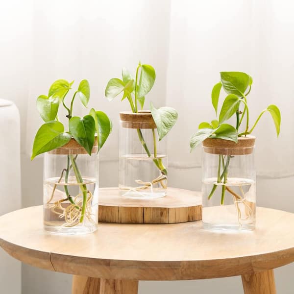 camilee dieffenbachia Dieffenbachia Camille main image 0