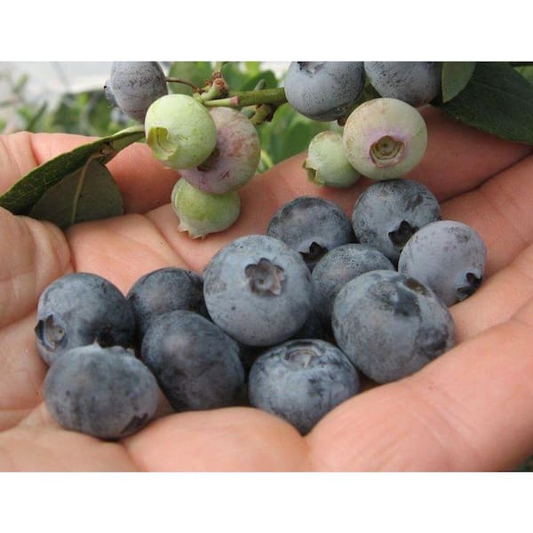Sweet Berry Selections Scintilla Blueberry Fruit Bearing Potted Shrub
