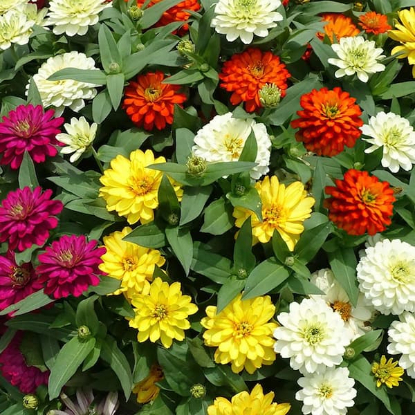 ALTMAN PLANTS 4 IN. Zinnia Plant Mix with Assorted Flowers