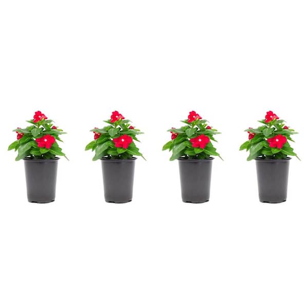 1.38 Pt. Vinca Cora Periwinkle Plant Red Flowers in 4.5 in. Grower's Pot (4-Plants)