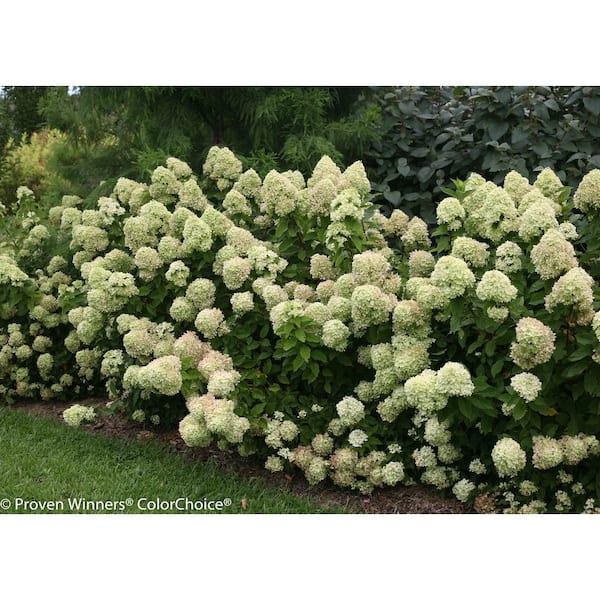 Special offer 1 large hydrangea paniculata little lime large plants 45cm 
