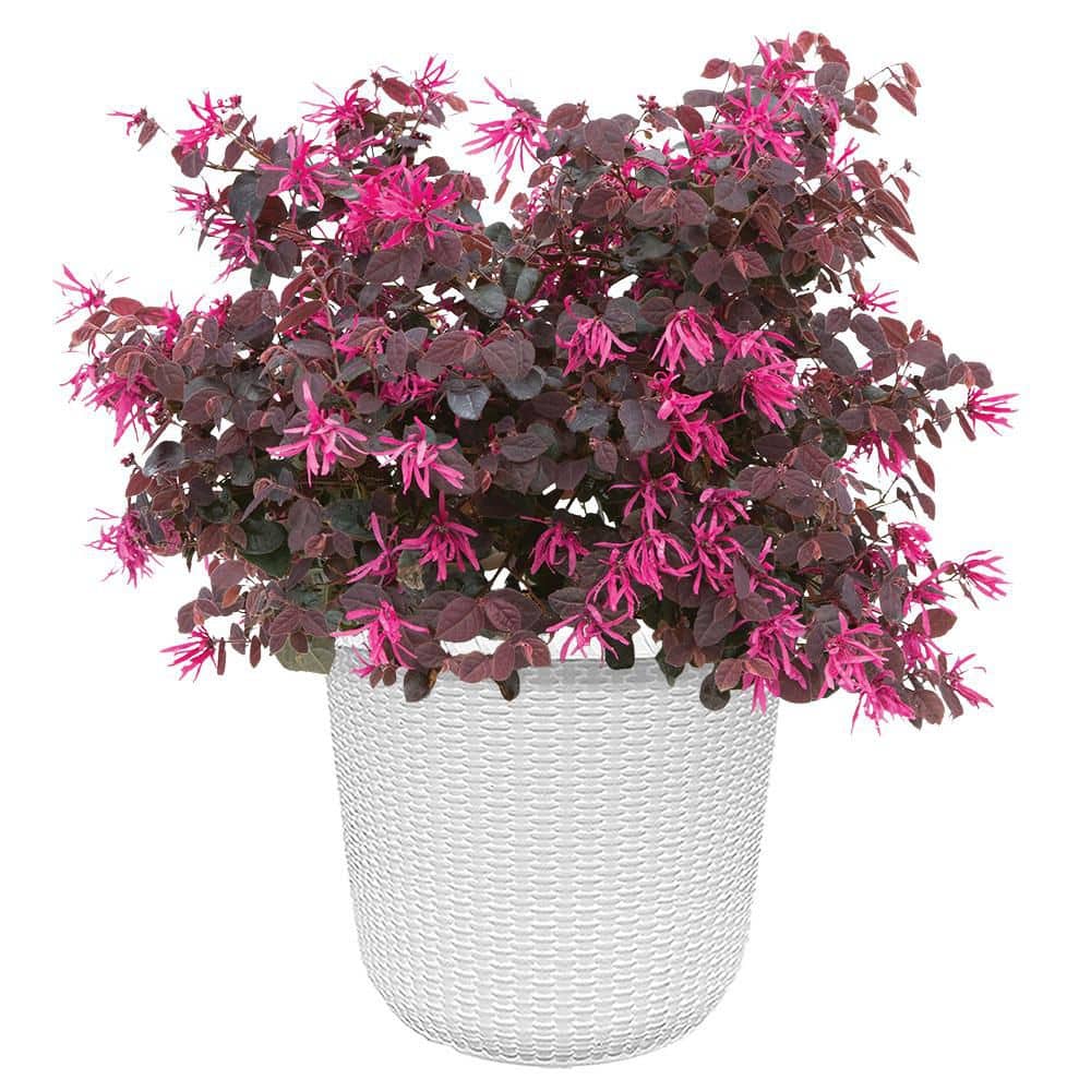 花 chanboo PROVEN WINNERS 2 Gal. Jazz Hands Pink Loropetalum 