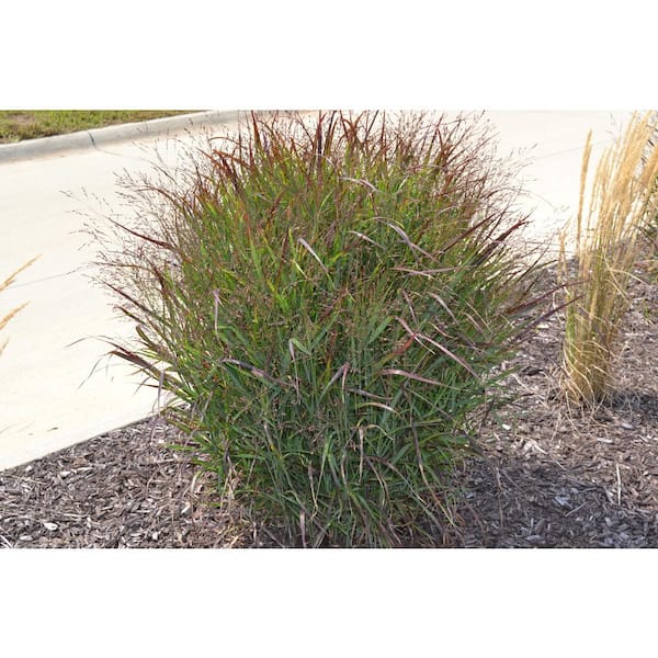 Online Orchards 1 Gal. Shenandoah Switch Grass (2-Pack)