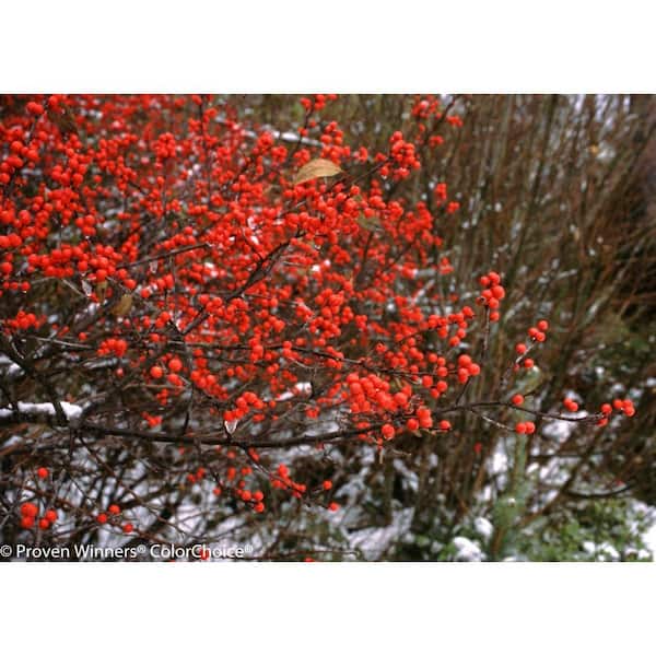 PROVEN WINNERS Berry Heavy ColorChoice Ilex 4.5 in. Quart