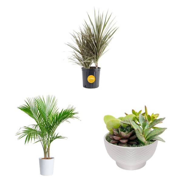 Palm - Indoor Plants - The Home Depot