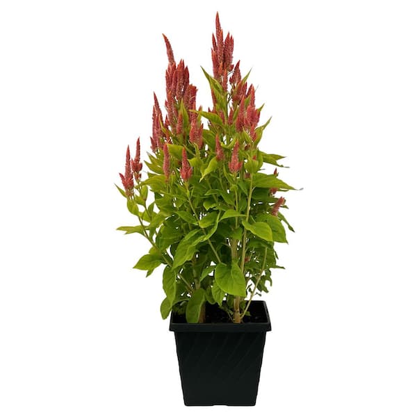 Pure Beauty Farms 3.20 Qt. Celosia Fresh Look Orange Flower in 7.5 in Grower's Pot