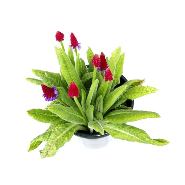 Unbranded - 2.5 Qt. Perennial Primula vialii (2-Pack)