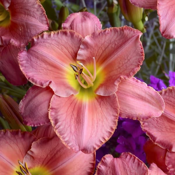 national PLANT NETWORK Bare Root Daylily Scottish Fantasy (3-Pack)