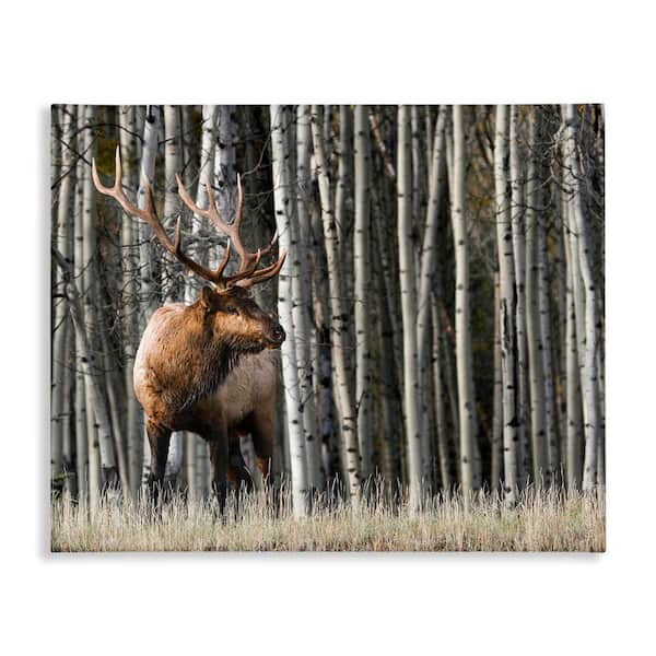 Stupell Industries Elk Looming Out Birch Trees Forest Photograph by Danita Delimont Unframed Graphic Animal Art Print 20 in. x 16 in.