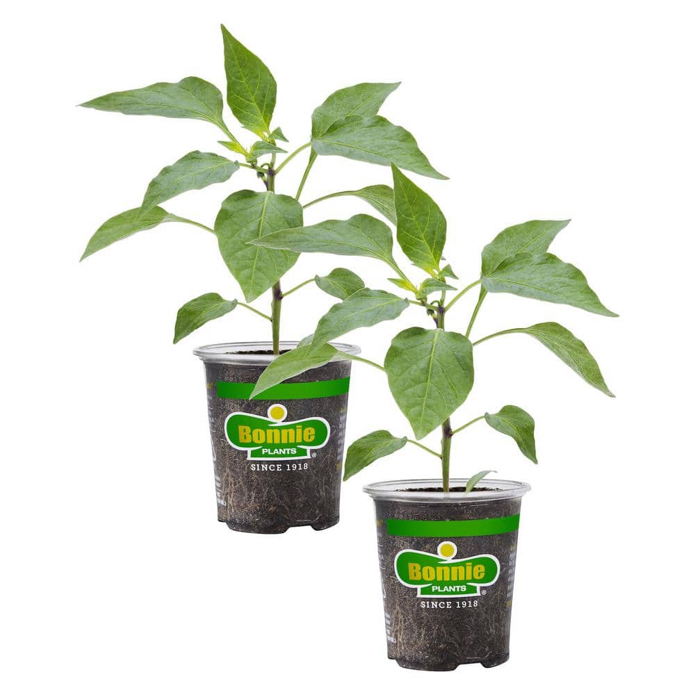 19 oz. Hot Banana Pepper Plant (2-Pack)