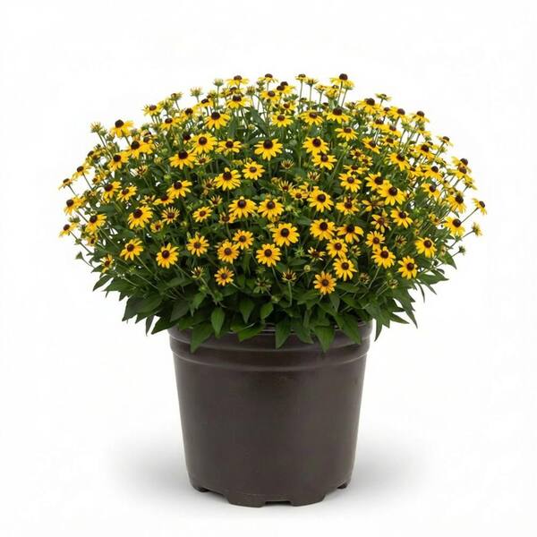 3 Gal. 'Little Goldstar' Black-Eyed Susan (Rudbeckia) Live Potted Perennial Plant with Golden Yellow Flowers (1-Pack)