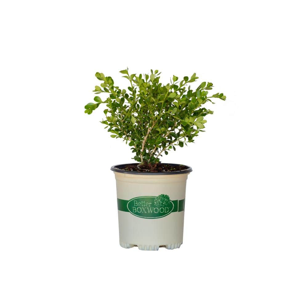 BETTER BOXWOOD 2.5 qt. Babylon Beauty Boxwood, Evergreen Shrub With ...