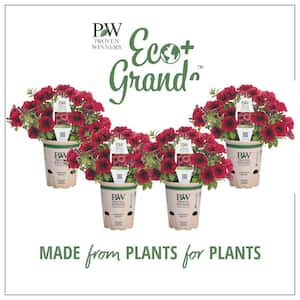 4.25 in. Eco+Grande Supertunia Black Cherry (Petunia) Live Plant, Dark Red Flowers (4-Pack)