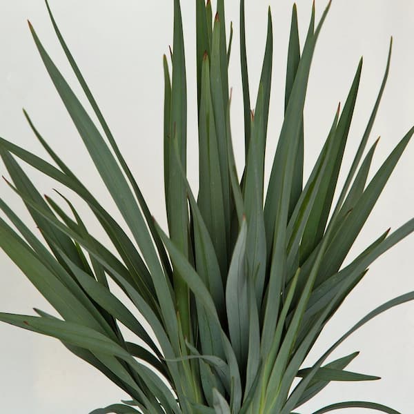 1.5 Gal. Clarity Blue Dianella Plant with Grass-Like Powder Blue Foliage
