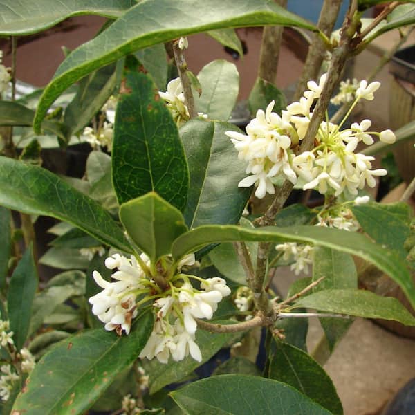 15 Gal. Fragrant Tea Olive Live Shrub 8250615 - The Home Depot