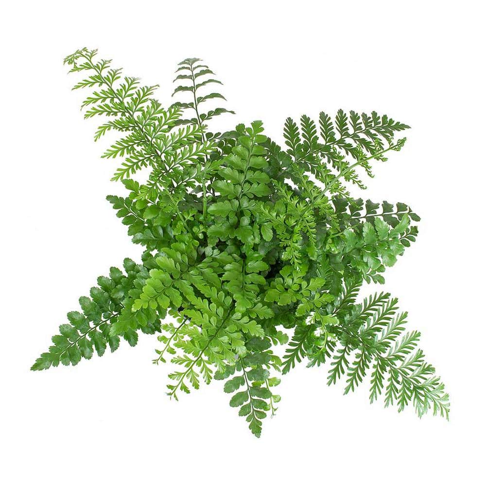 4 in. Austral Gem Fern in Green Planter - Asplenium Parvati